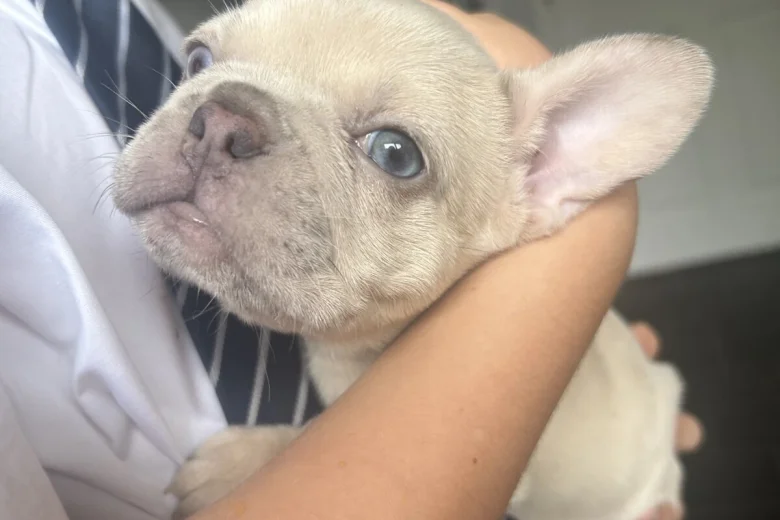 French Bulldog