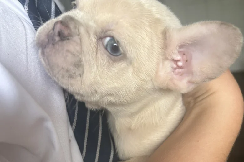 French Bulldog