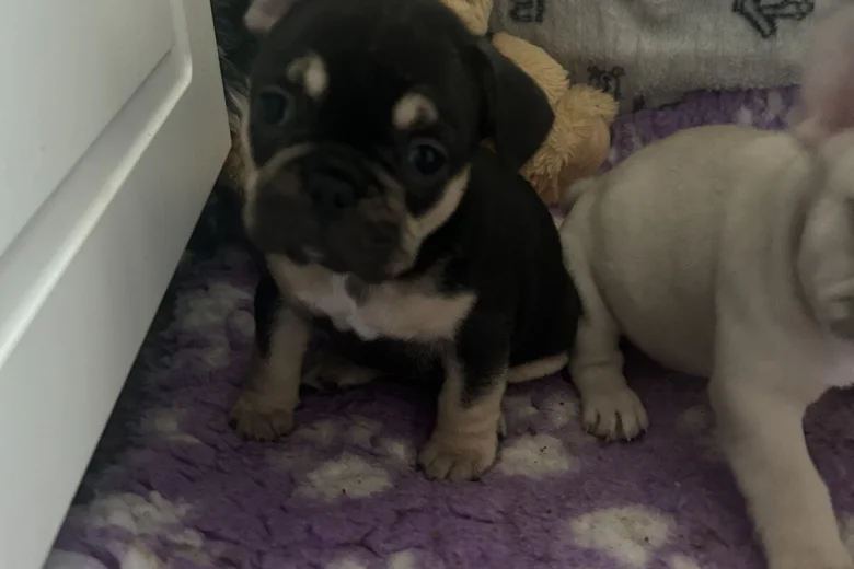 French Bulldog