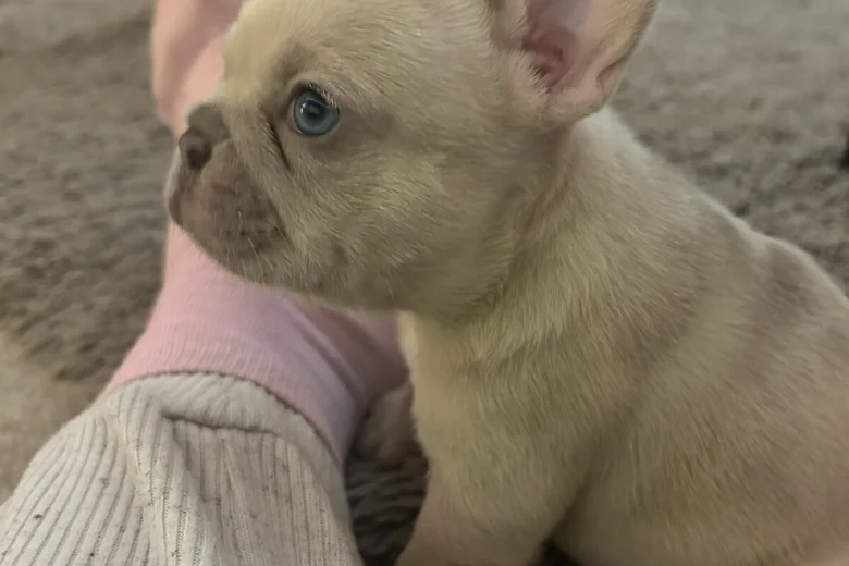 French Bulldog