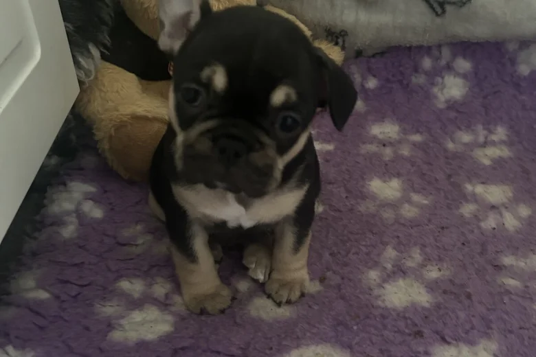 French Bulldog