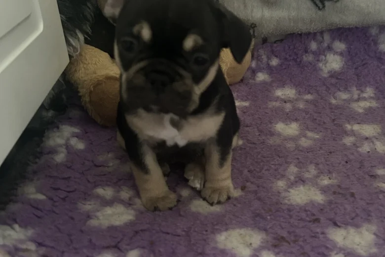 French Bulldog