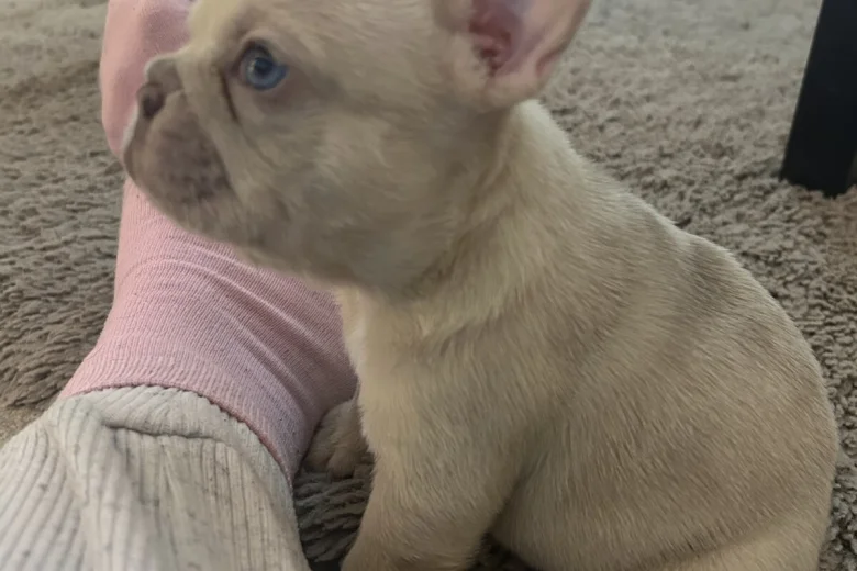 French Bulldog