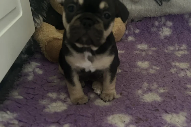 French Bulldog