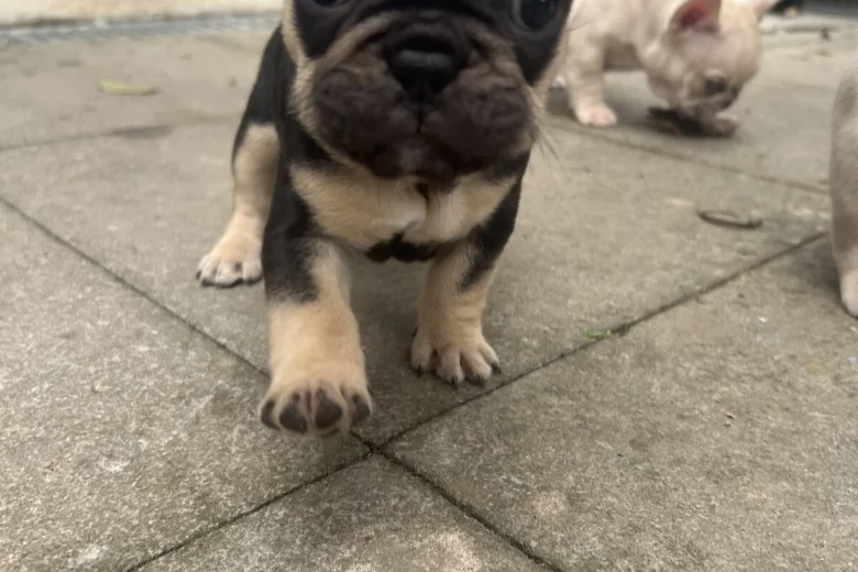 French Bulldog