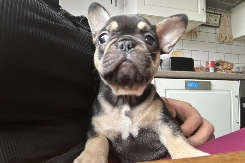 French Bulldog