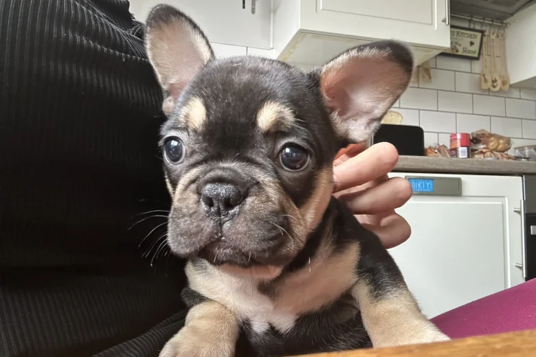 French Bulldog