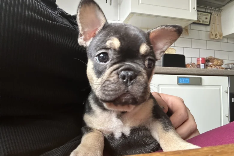 French Bulldog