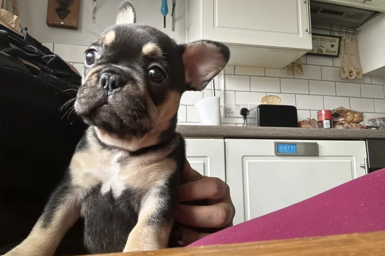 French Bulldog