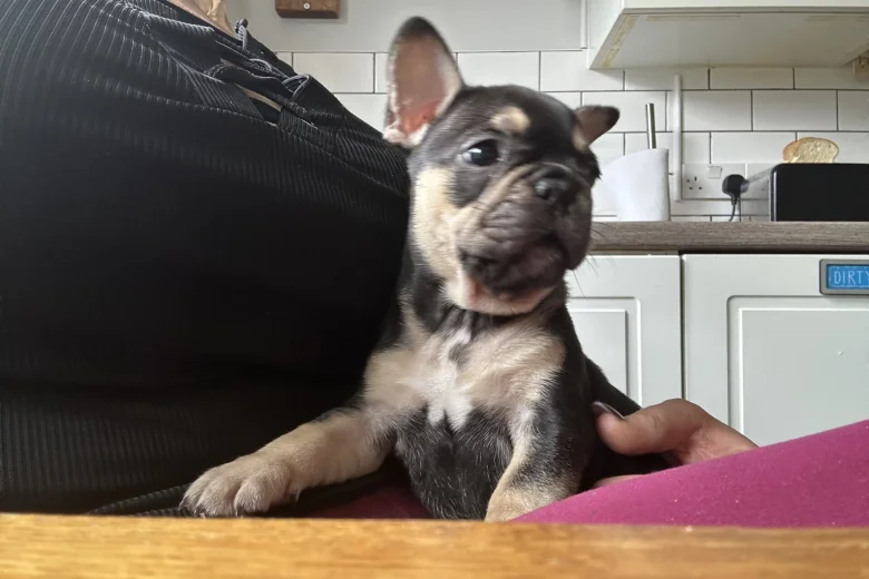 French Bulldog