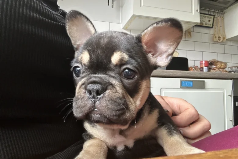 French Bulldog