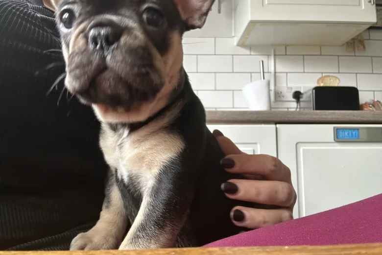French Bulldog