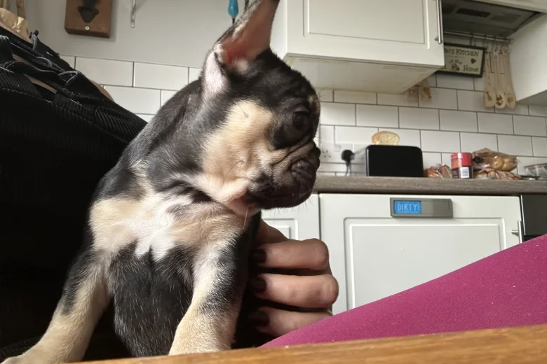 French Bulldog