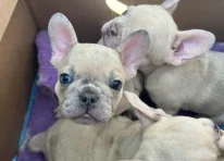 Puppy 1