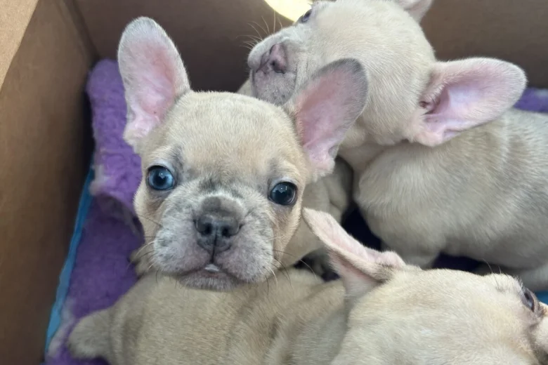 French Bulldog