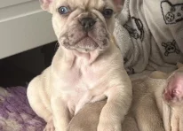 Puppy 2