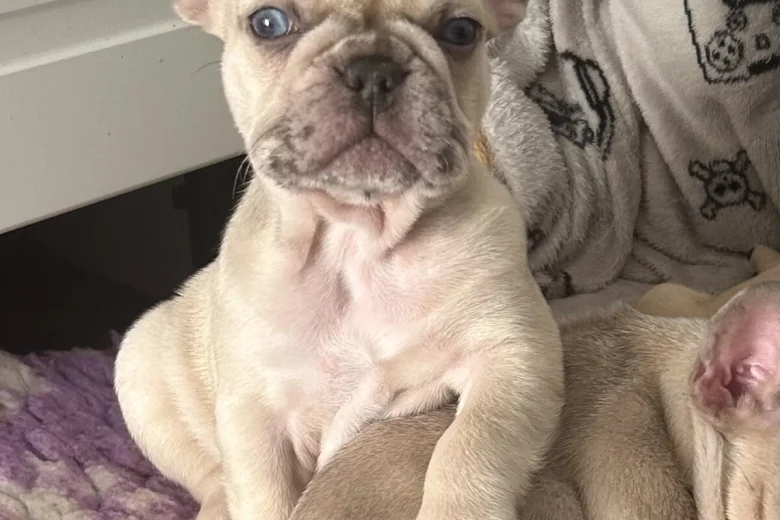 French Bulldog