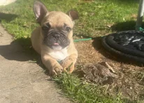 Puppy 5