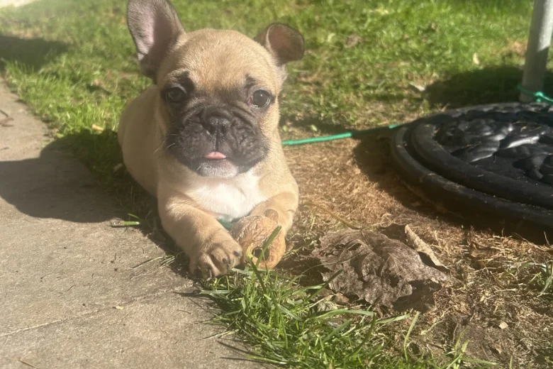 French Bulldog