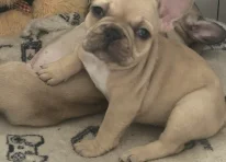Puppy 6