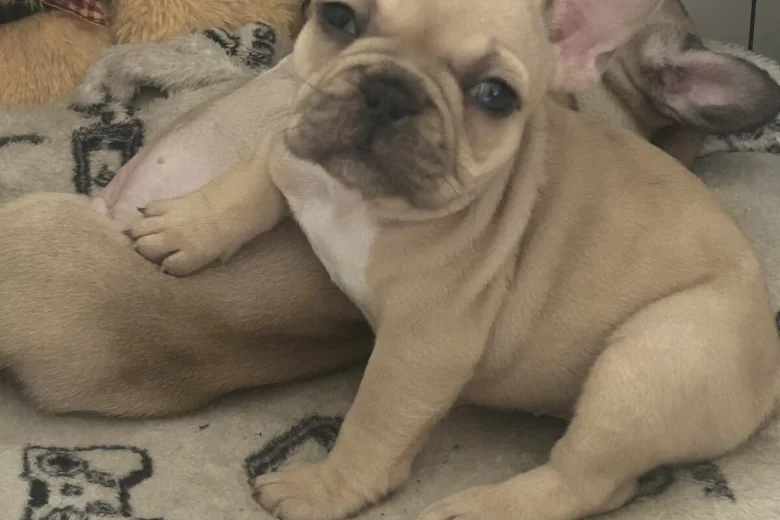 French Bulldog