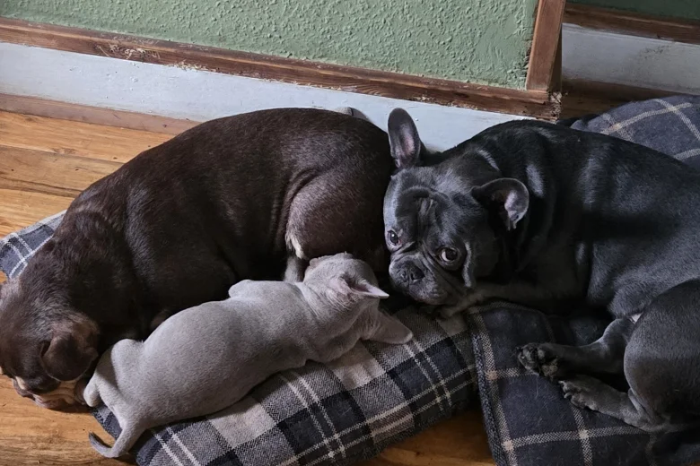 French Bulldog