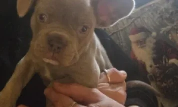 French Bulldog