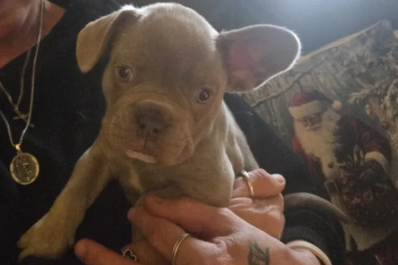 French Bulldog