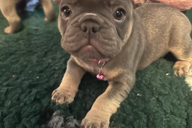 French Bulldog