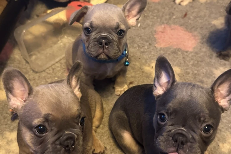 French Bulldog