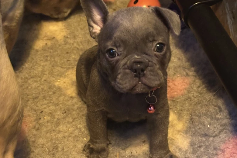 French Bulldog