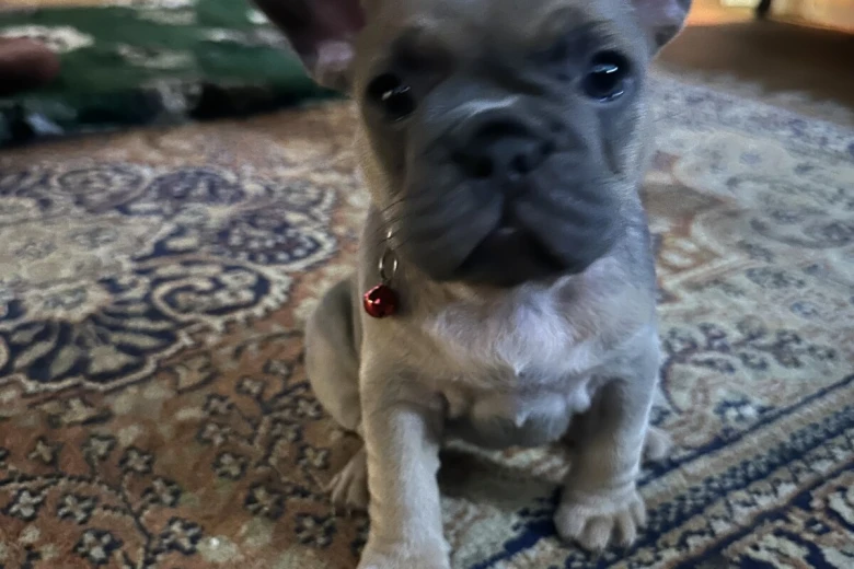 French Bulldog