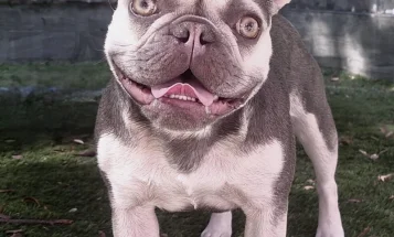 French Bulldog