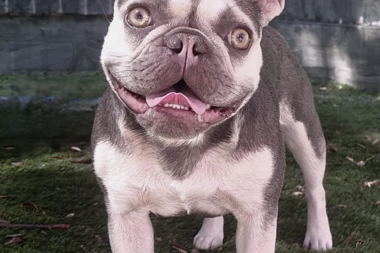 French Bulldog