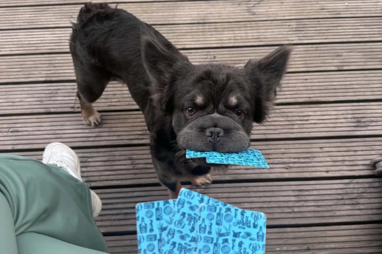 French Bulldog
