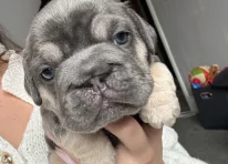 Puppy 3