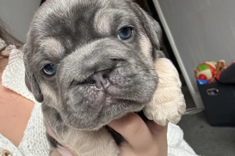French Bulldog