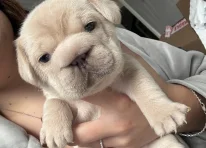 Puppy 2