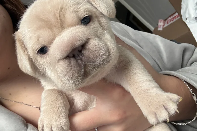 French Bulldog