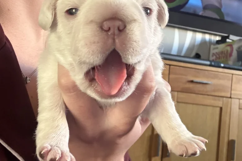 French Bulldog