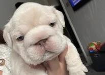 Puppy 4