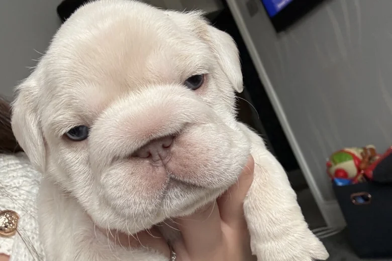 French Bulldog