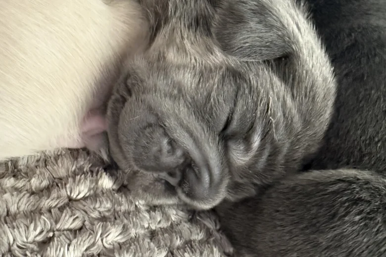 French Bulldog