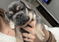 Puppy 1