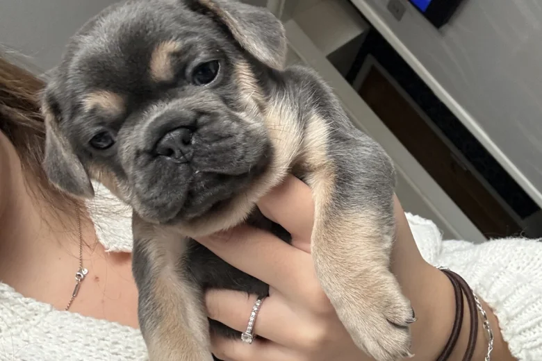 French Bulldog