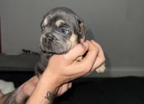 Puppy 5