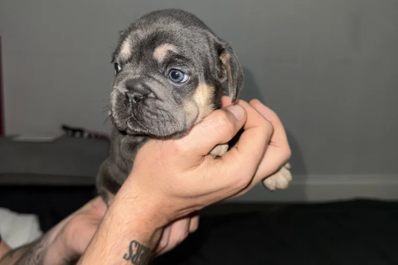 French Bulldog