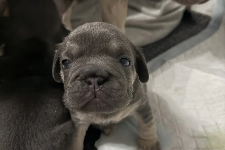 French Bulldog
