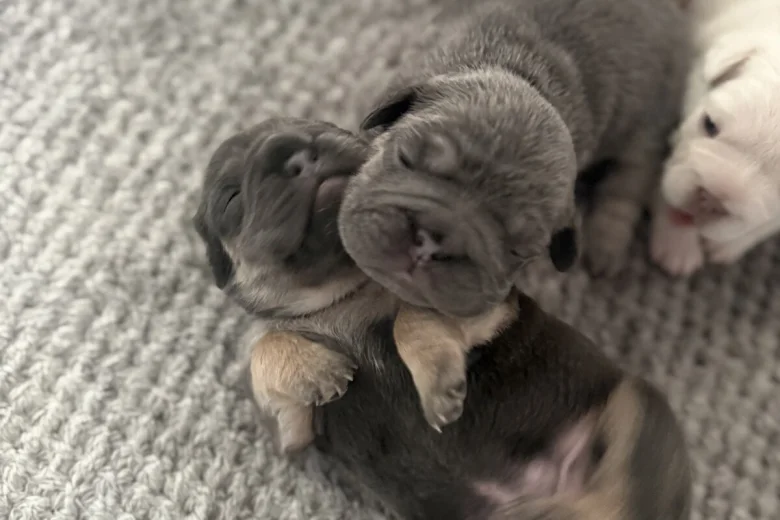 French Bulldog