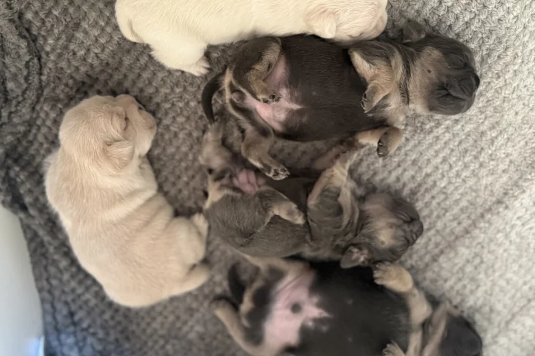 French Bulldog